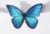پروانه آبی